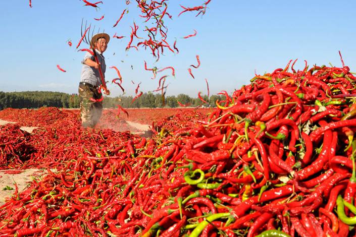 Top 10 Hottest Chillies