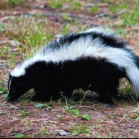 Skunks