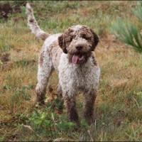 Lagotto Romagnolo