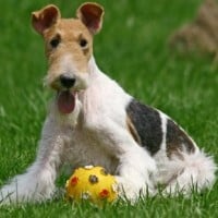 Fox Terrier