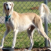 Saluki