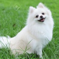 Pomeranian
