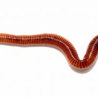 Worm