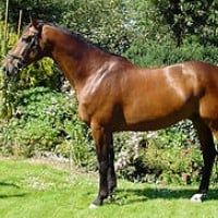 Dutch Warmblood