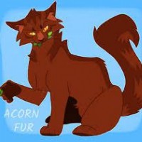 Acorn Fur