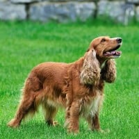 English Cocker Spaniel