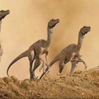 Velociraptor - Dinosaur