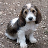 Petit Basset Griffon Vendeen