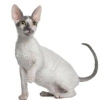 Cornish Rex