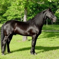 Tennessee Walking Horse