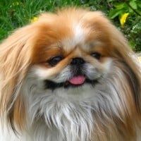 Pekingese