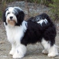 Tibetan Terrier