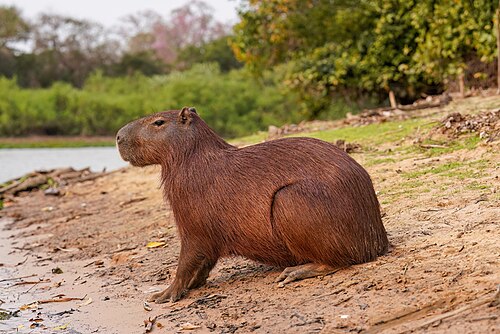 Capybara