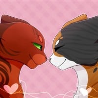 Tawnypelt x Rowanclaw
