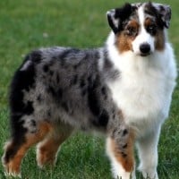 Australian Shepherd