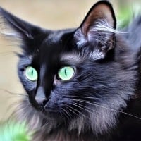 Hollyleaf