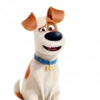 Max (The Secret Life of Pets)
