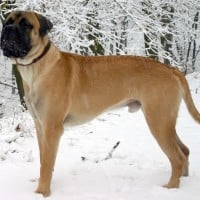 Bullmastiff