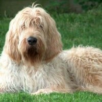 Otterhound
