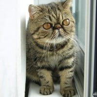 Exotic Shorthair