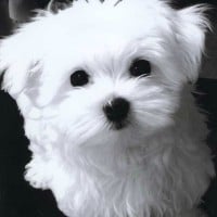 Maltese