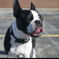 Boston Terrier