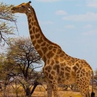 Giraffes