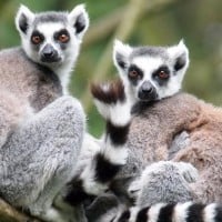 Lemur