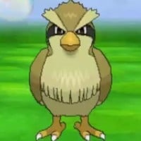 Pidgey
