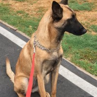 Belgian Malinois