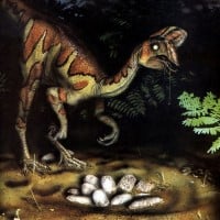 Oviraptor