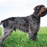 Wirehaired Pointing Griffon