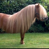 Shetland Pony