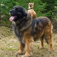 Leonberger