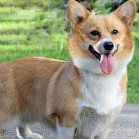 Welsh Corgi