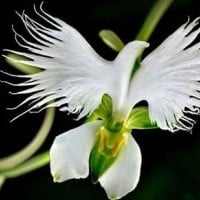 White Egret Orchid