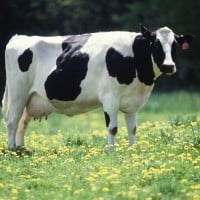 Milk a Cow Straight Into Your Mouth