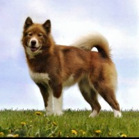 Canadian Eskimo Dog
