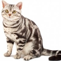 American Shorthair