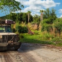 Kilimanjaro Safaris (Animal Kingdom)