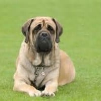 English Mastiff
