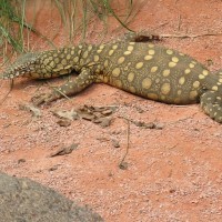 Goanna