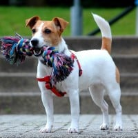 Jack Russel Terrier