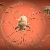 Neurax Worm (Plague Inc.)