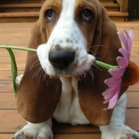 Basset Hound