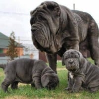 Neapolitan Mastiff