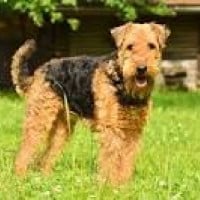 Airedale Terrier