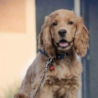 Cocker Spaniel