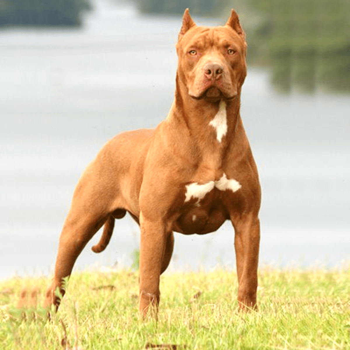 Pit Bull