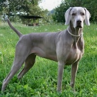 Weimaraner